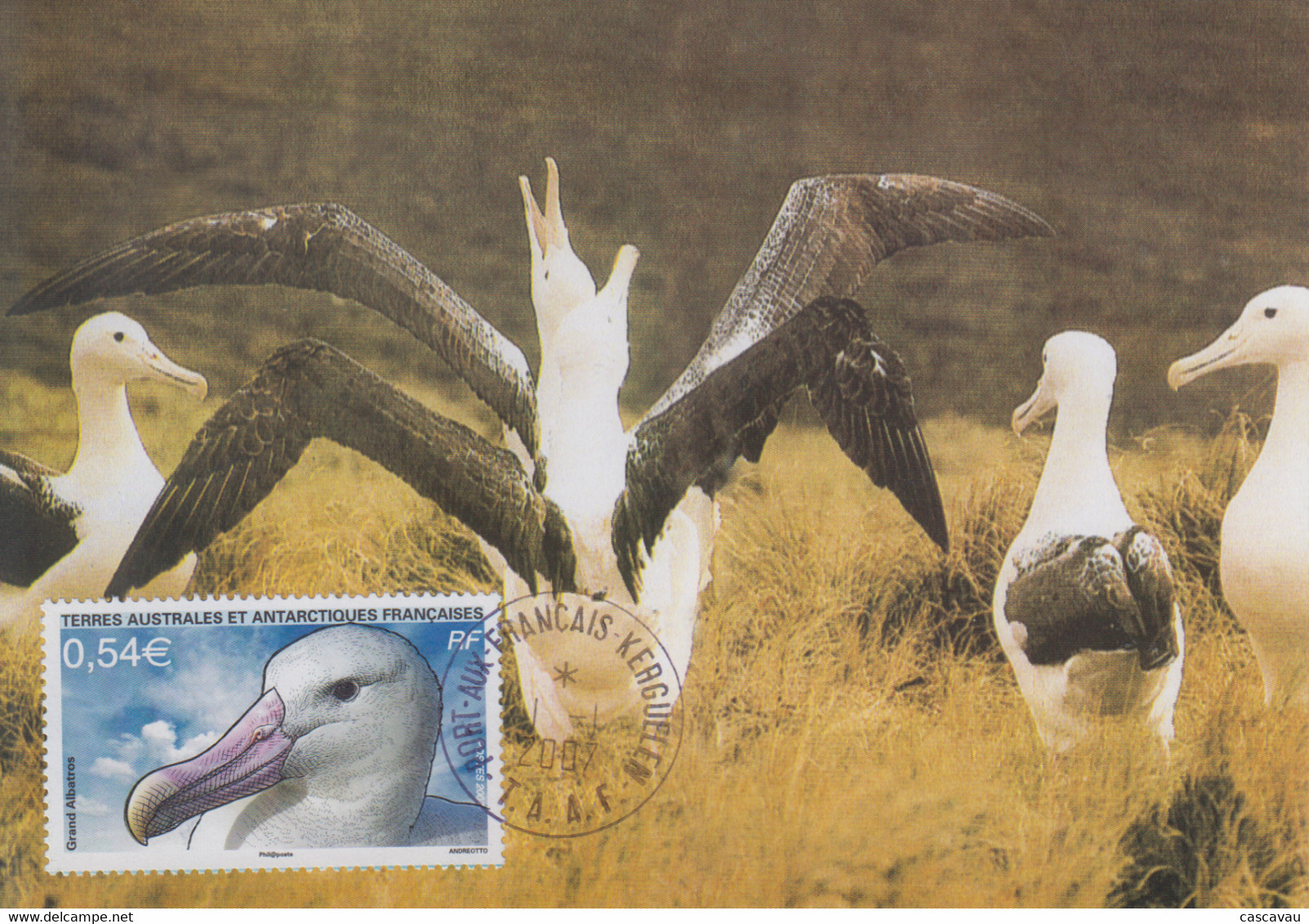 Carte  Maximum   1er  Jour    TAAF   Grand   Albatros     2007 - Marine Web-footed Birds