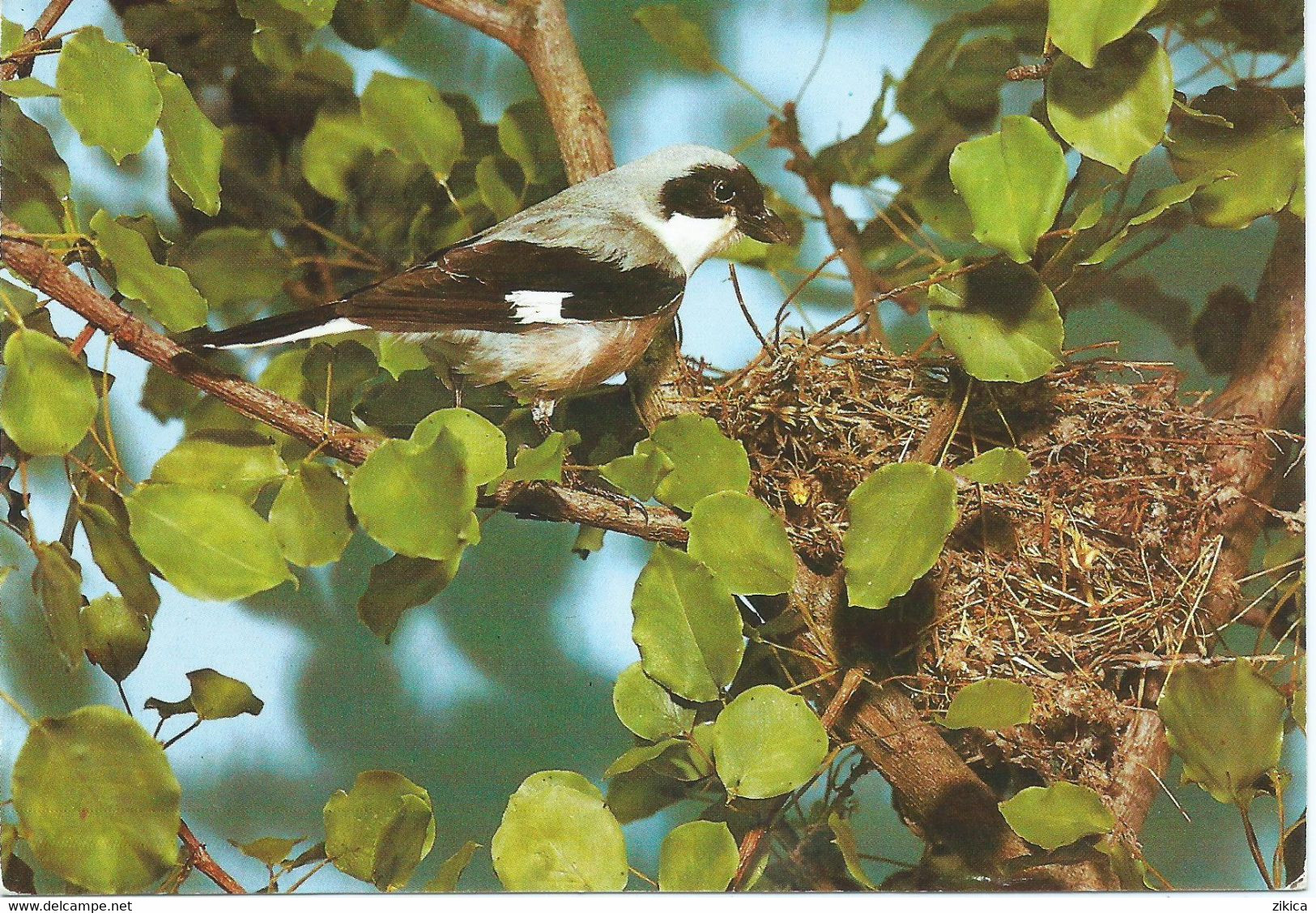 Birds - Lasser Grey Shrike ( Lanius Minor ) Macedonian Natural History Museum,Skopje,Macedonia - Birds