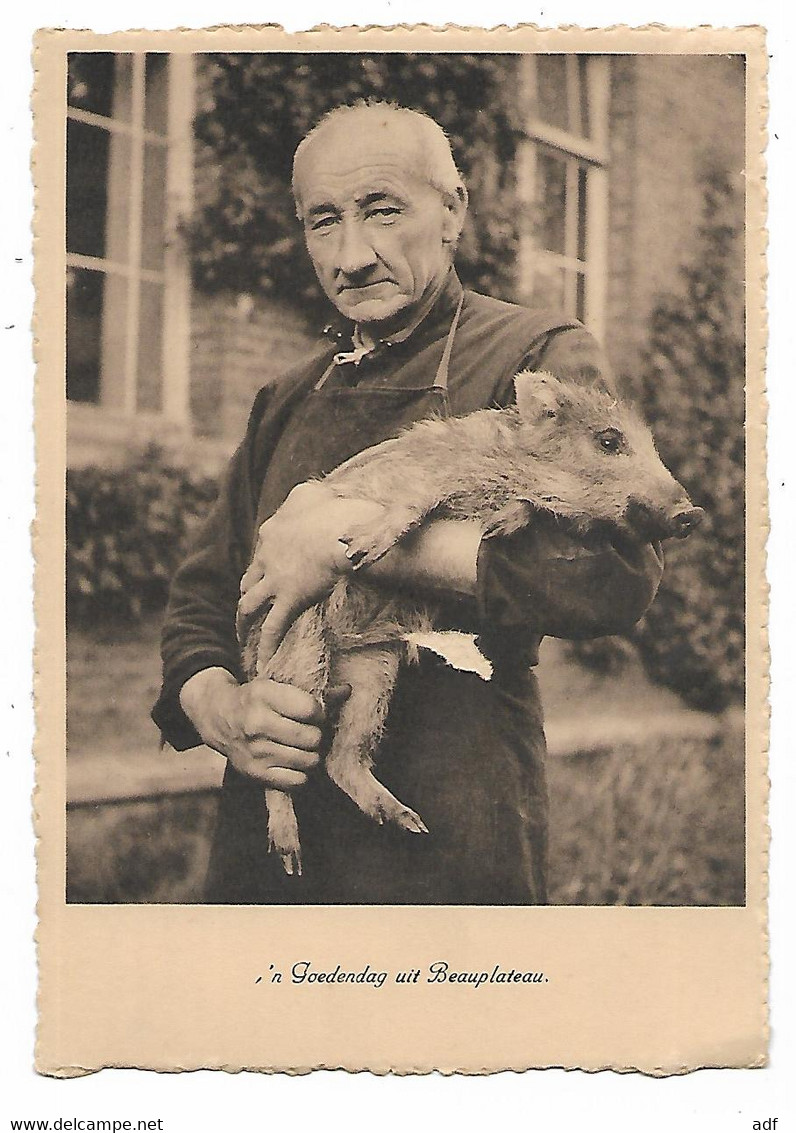 CPSM GOEDENDAG UIT BEAUPLATEAU, BONJOUR DE BEAUPLATEAU, HOMME TENANT UN MARCASSIN, SAINTE ODE, BELGIQUE - Sainte-Ode