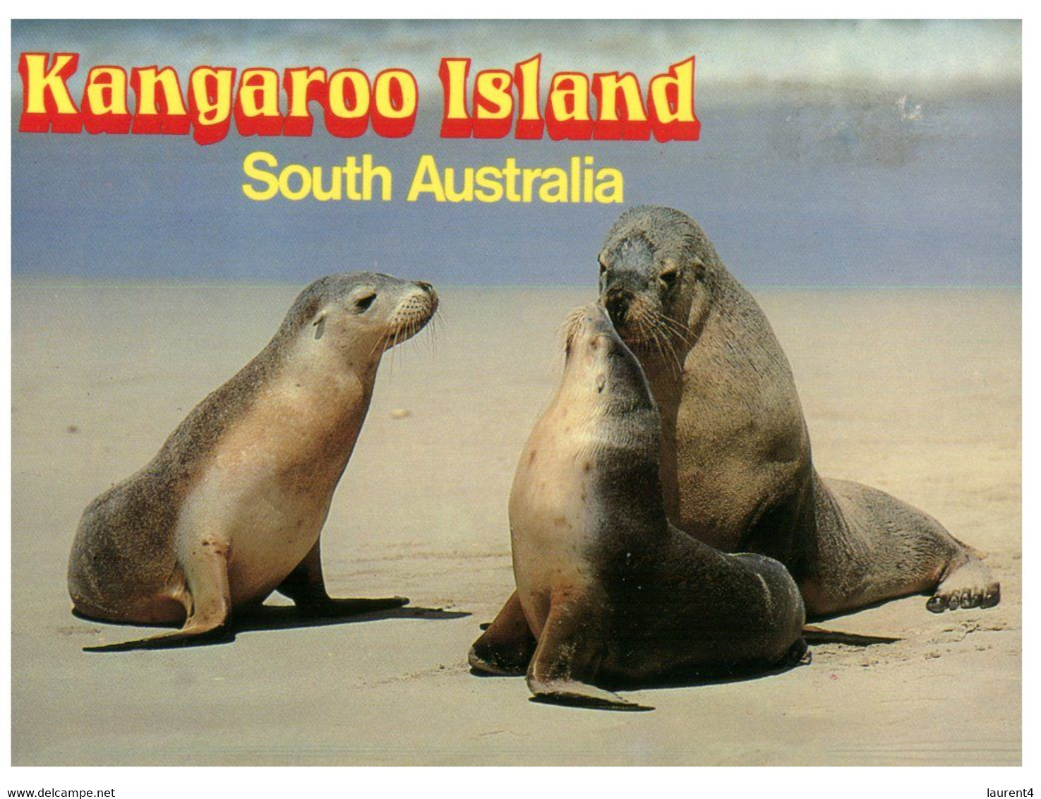(Q 11 A) Australia -  SA - Kangaroo Island - Seals (KAI 1) - Kangaroo Islands