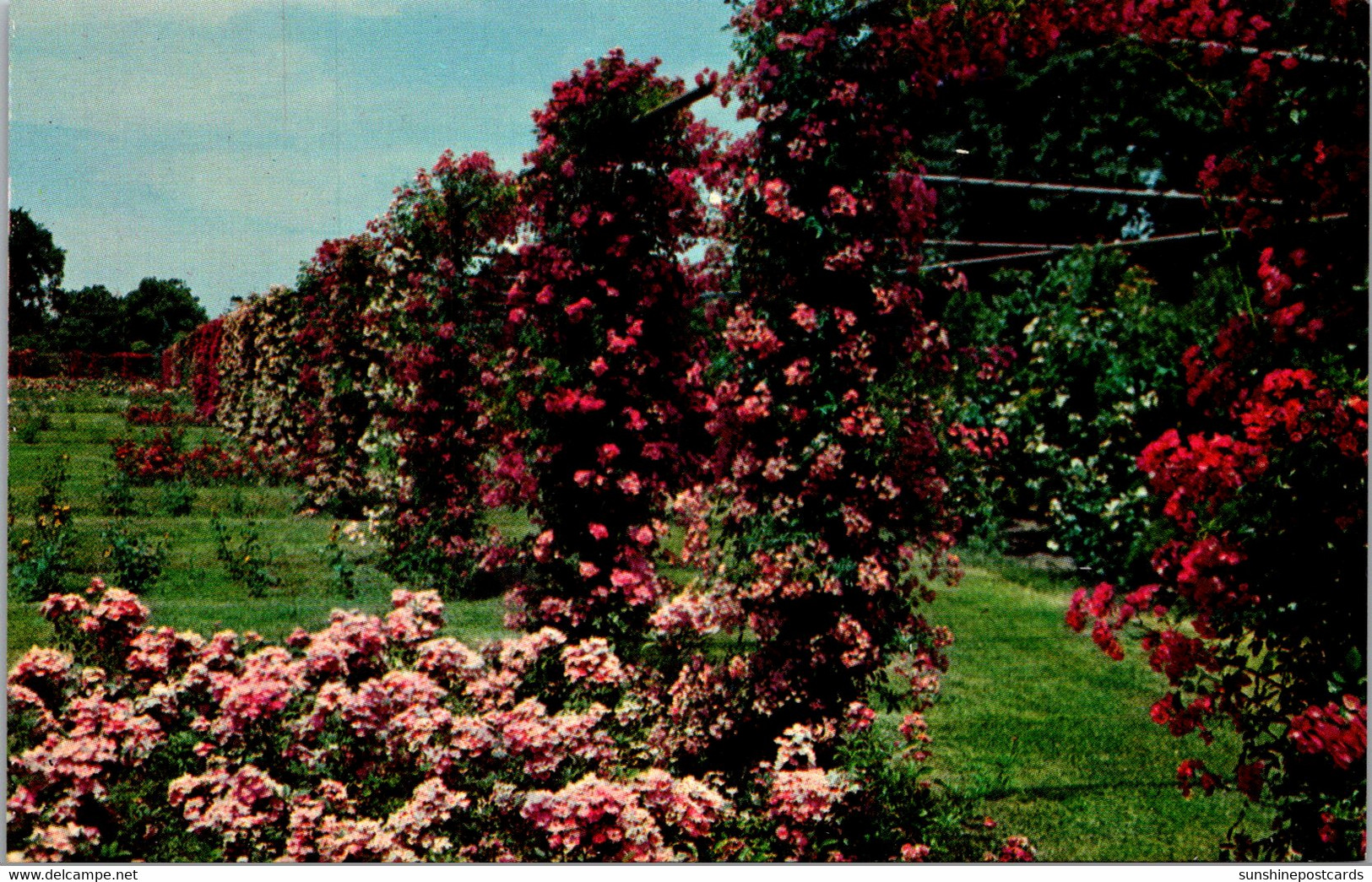 Rhode Island Providence Roger Williams Park Rose Garden - Providence