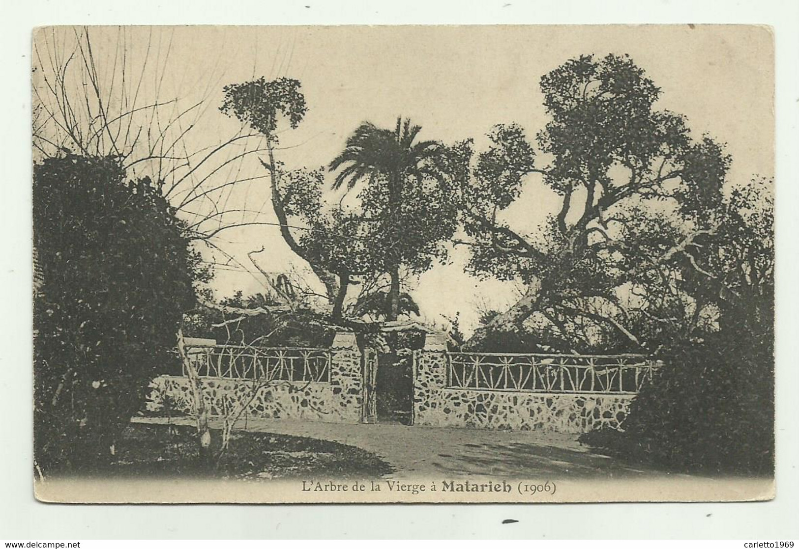 L'ARBRE DE LA VIERGE A MATARIEH 1906 - NV FP - Cairo
