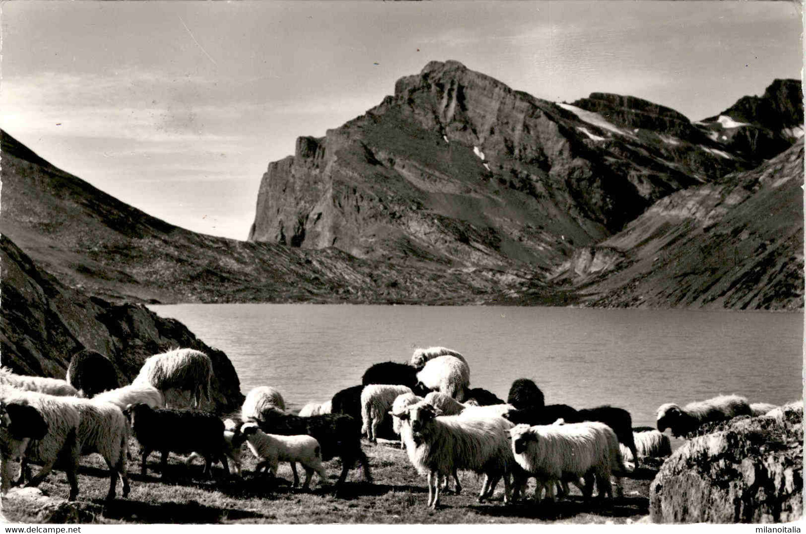 Der Daubensee Am Gemmipass Kandersteg Leukerbad (3918) * 18. 5. 1961 - Phot. Gyger - Steg