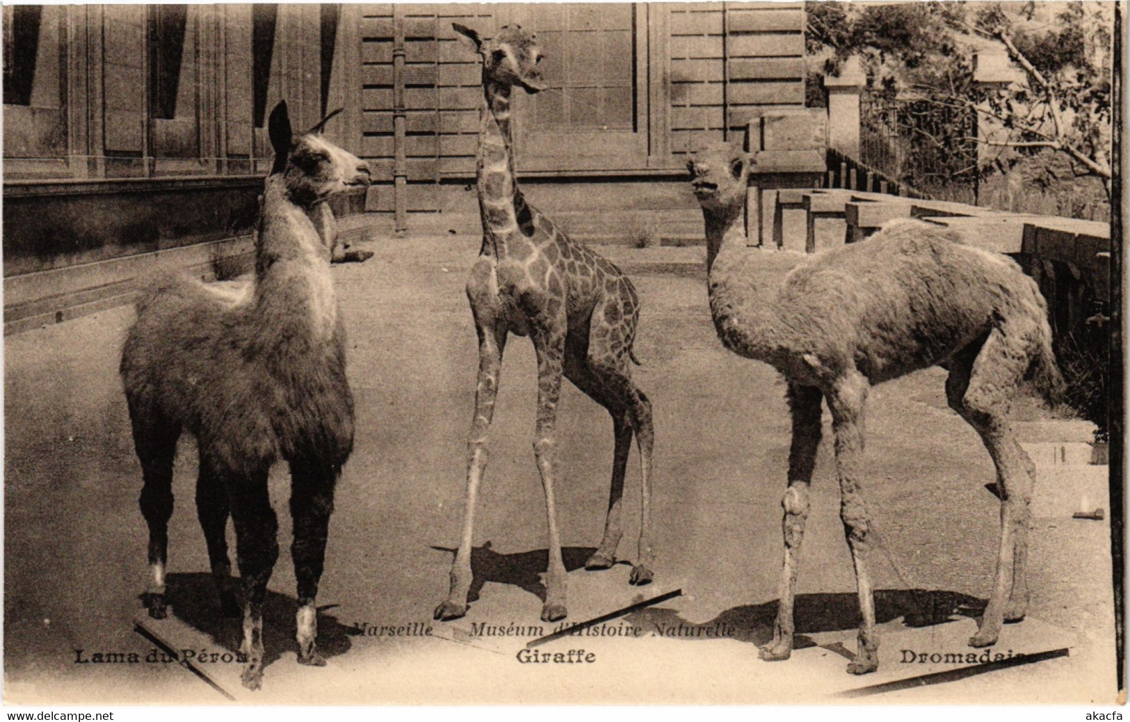 CPA MARSEILLE - Museum D'Histoire Naturelle (986933) - Musea