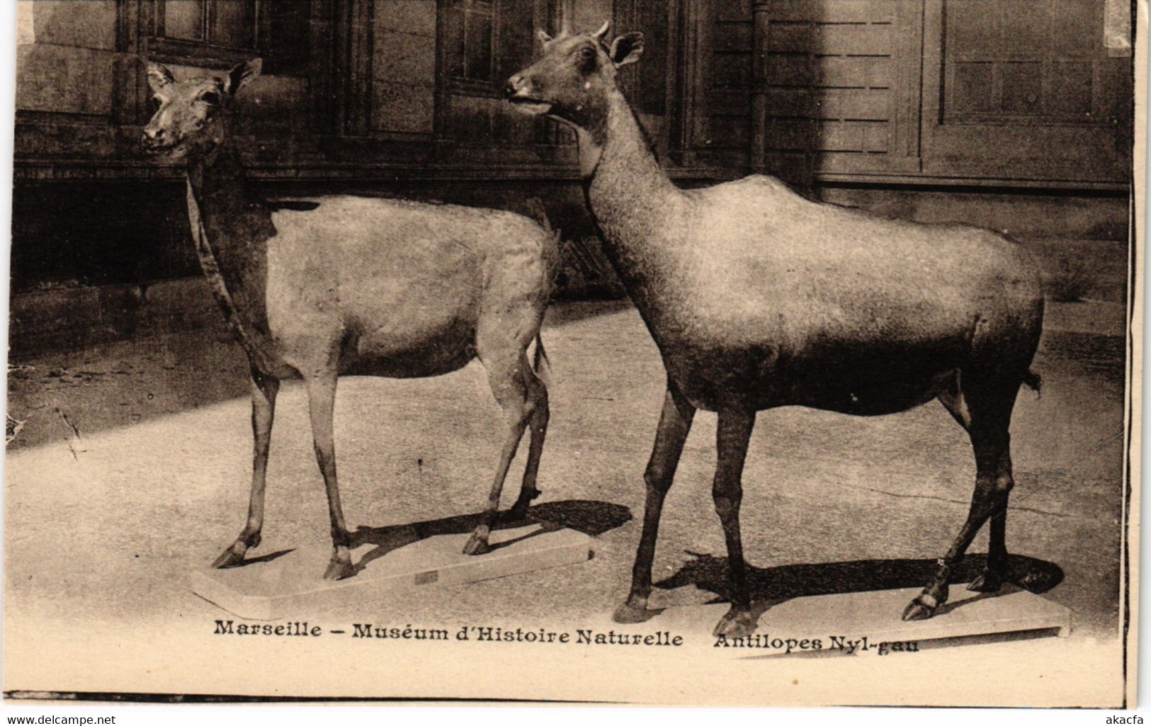 CPA MARSEILLE - Museum D'Histoire Naturelle Antilopes Nyl-Gau (986934) - Musea