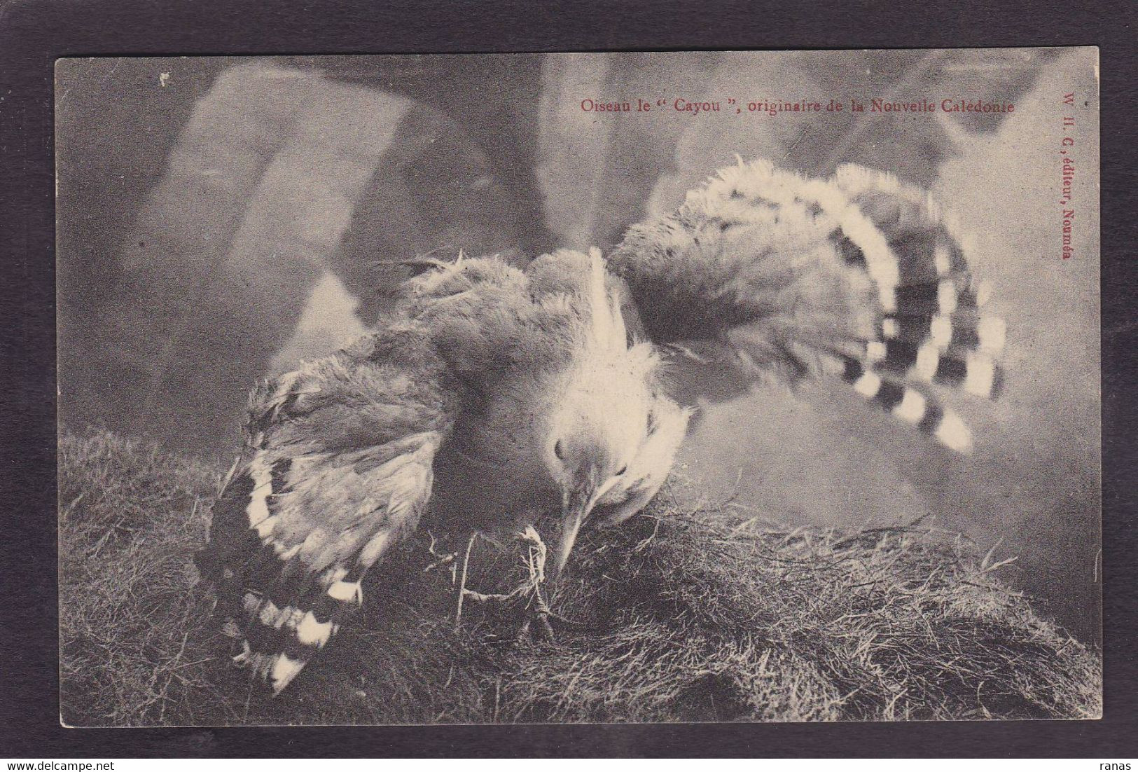 CPA Nouvelle Calédonie New Calédonia Non Circulé Oiseau Le Cayou - New Caledonia