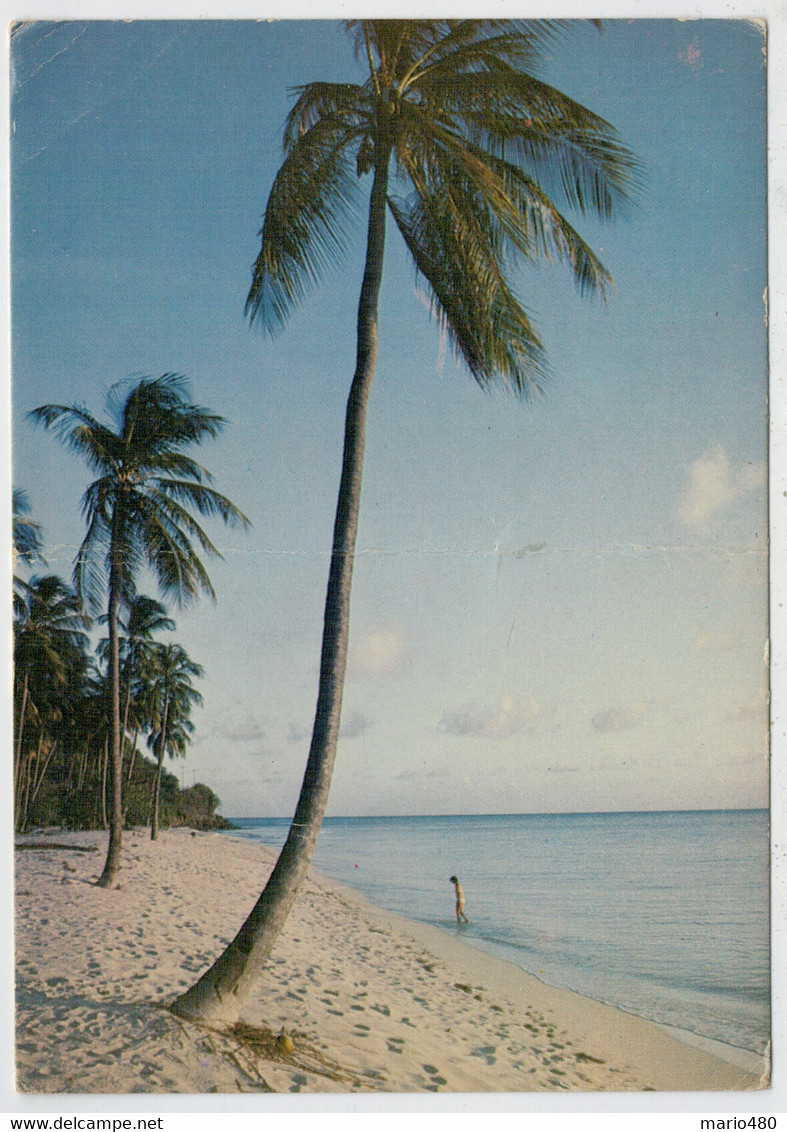 ANTIGUA'S   GRACEFUL  COCONUT PALMS    2 SCAN      (VIAGGIATA) - Antigua & Barbuda