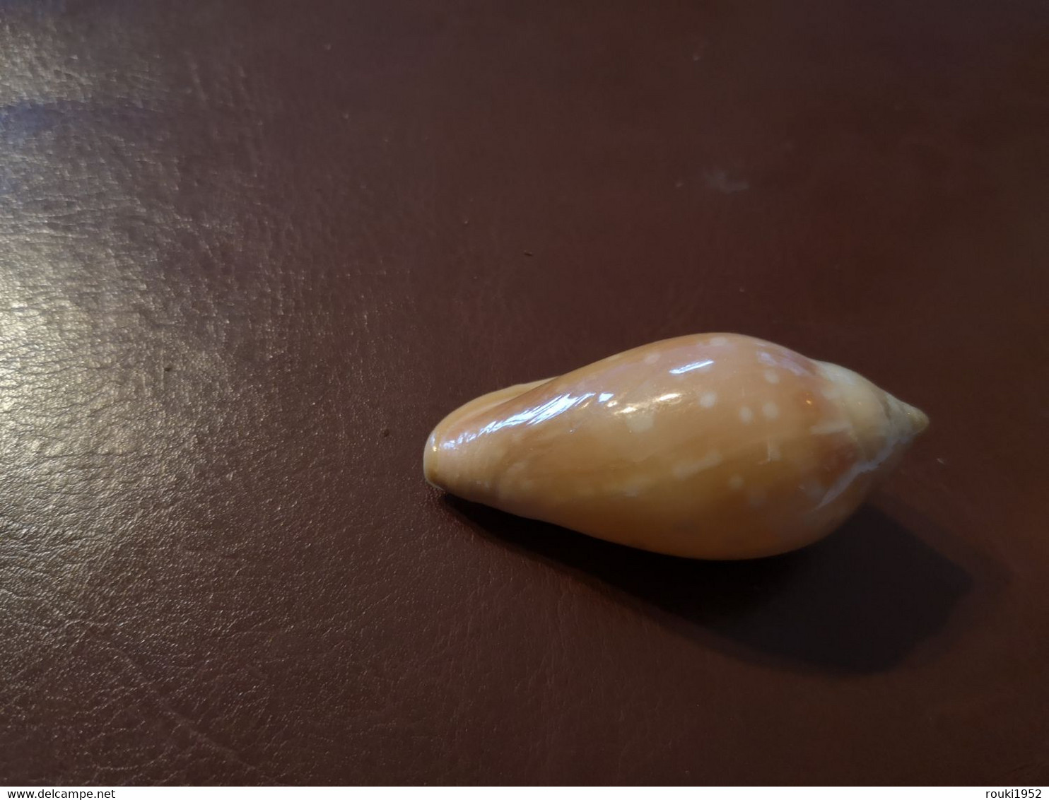 Marginella Sebastiani 50 Mm. Grande Taille. Beau Spécimen. Sénégal. - Coquillages