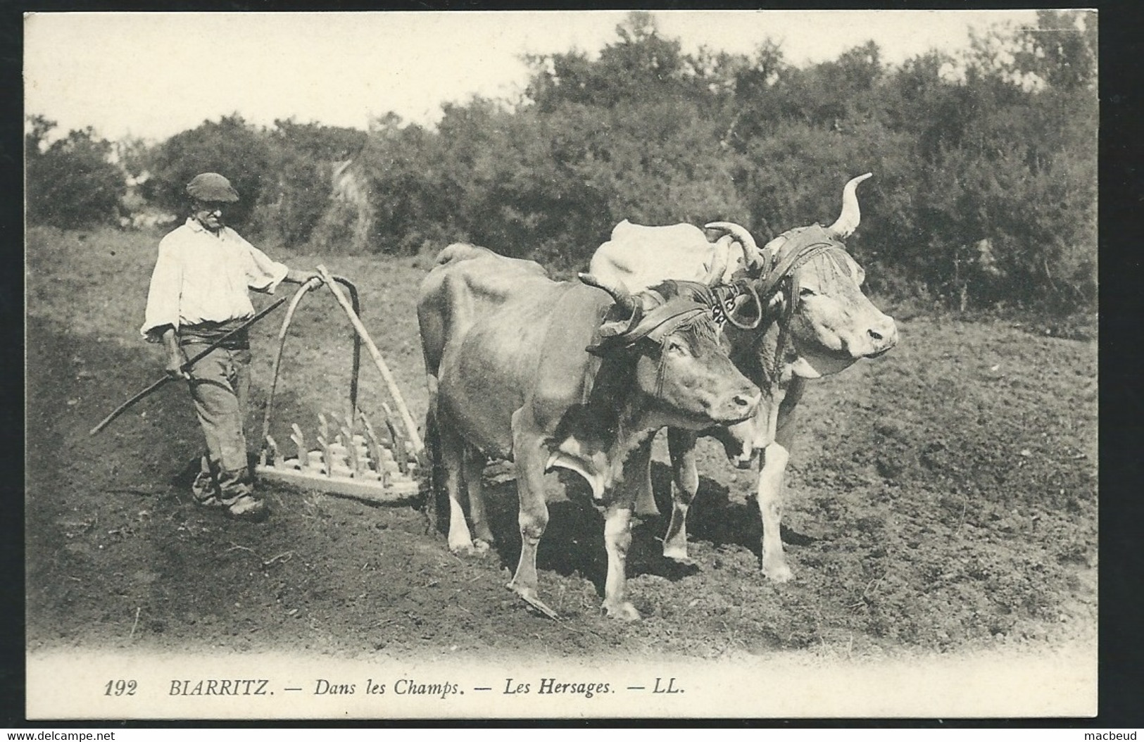 N°192 - Biarritz  - Dans Les Champs - Les Hersages -  Maca1652 - Biarritz