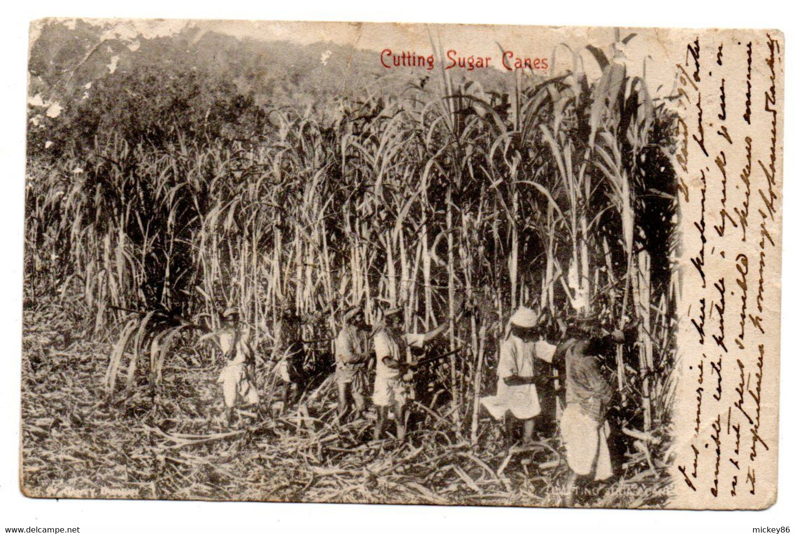 Afrique Du Sud -- CAPETOWN -- 1907--Cutting Sugar Canes--Récolte De La Canne à Sucre (  Animée )................à Saisir - Sud Africa