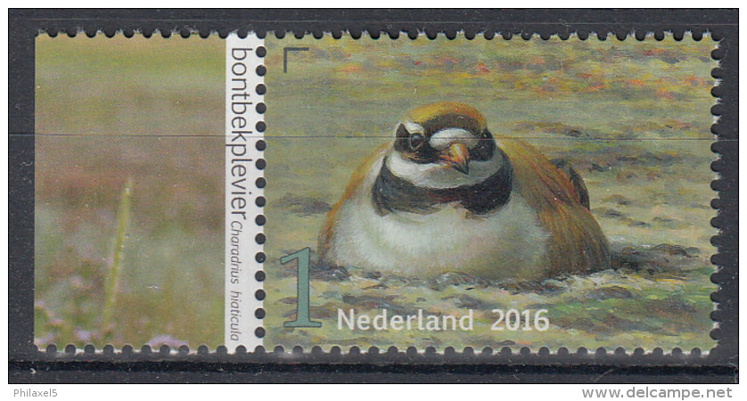 Nederland - Griend: Vogels Van Het Wad - Bontbekplevier - MNH - NVPH 3407 - Andere & Zonder Classificatie