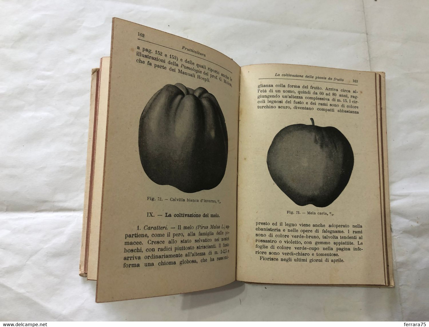 MANUALI ULRICO HOEPLI PROF.TAMARO FRUTTICOLTURA VIII°EDIZIONE 1922 PAG.244. - Geneeskunde, Biologie, Chemie