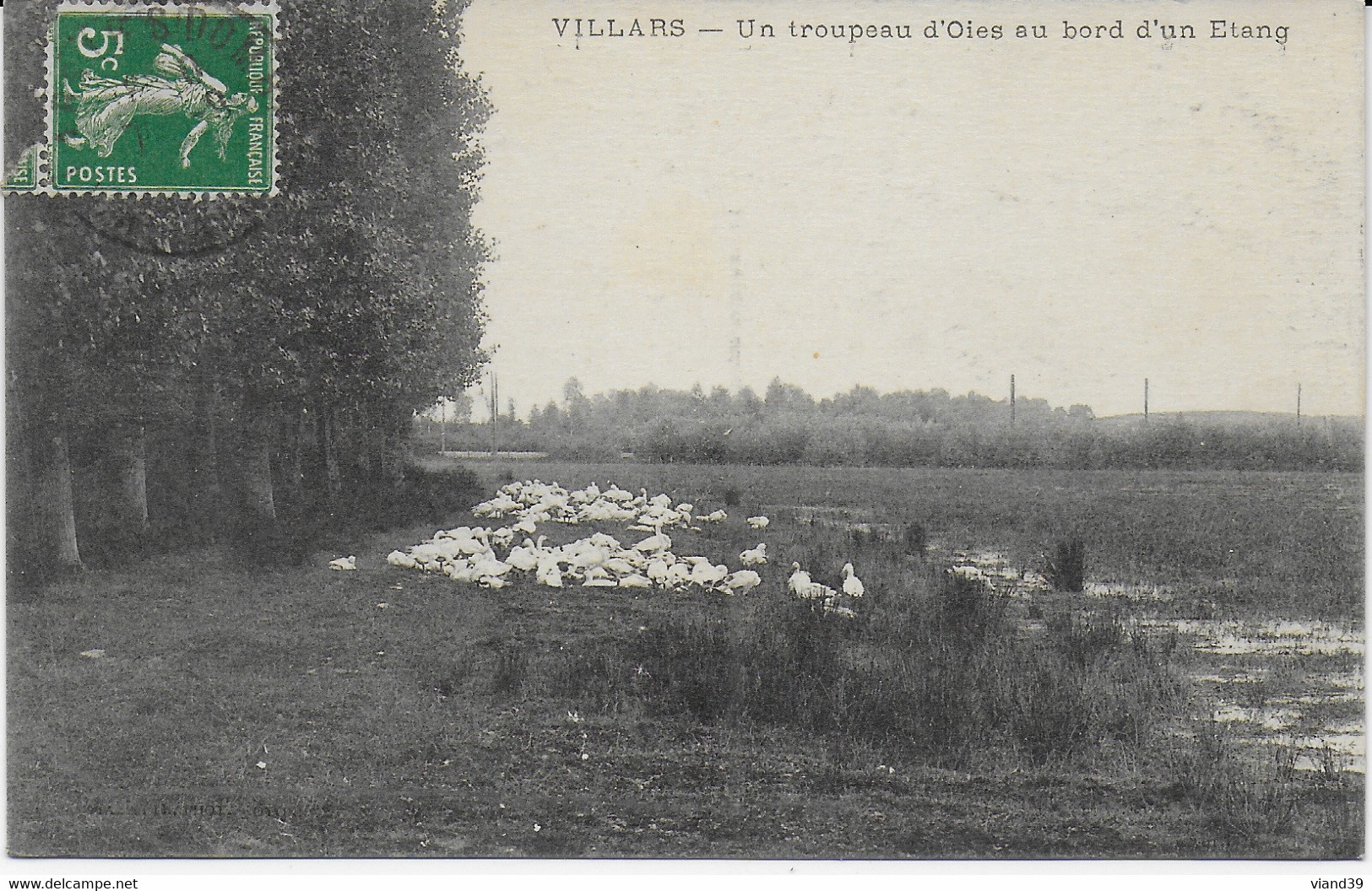 Villars - Un Troupeau D'oies Au Bord D'un étang - Villars-les-Dombes