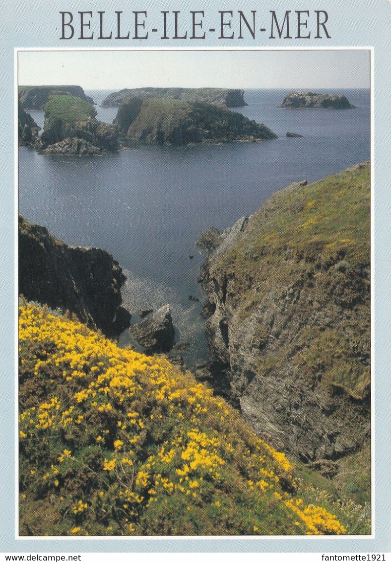 BELLE ILE EN MER  PRINTEMPS SUR LA COTE SAUVAGE (dil62) - Belle Ile En Mer