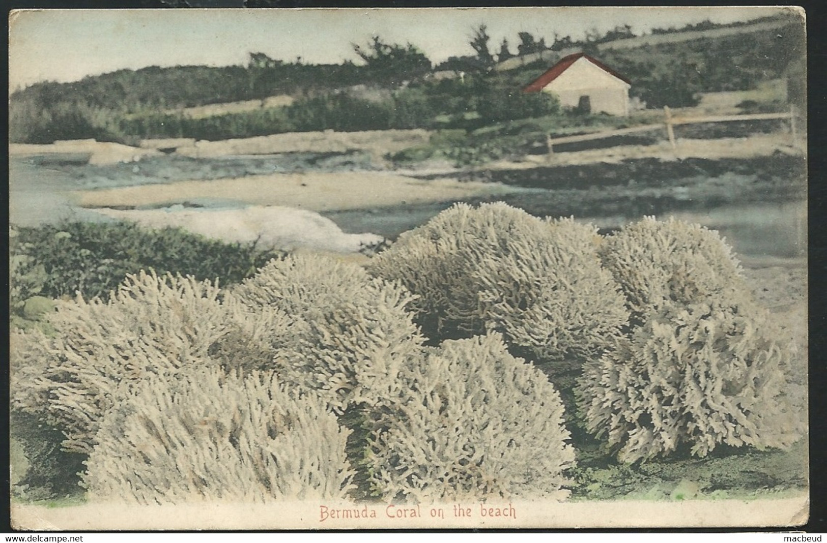 Bermuda, Coral On The Beach  -   Maca1663 - Bermuda