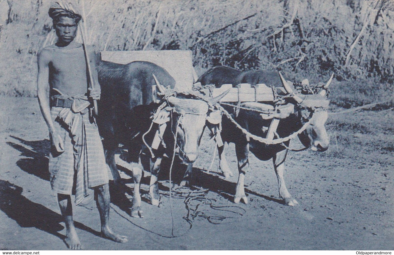 POSTCARD EAST TIMOR - TIMOR PORTUGUÊS - OLD PORTUGUESE COLONY - UM CARREIRO - OX OXEN  -  ETHNIC - Timor Oriental