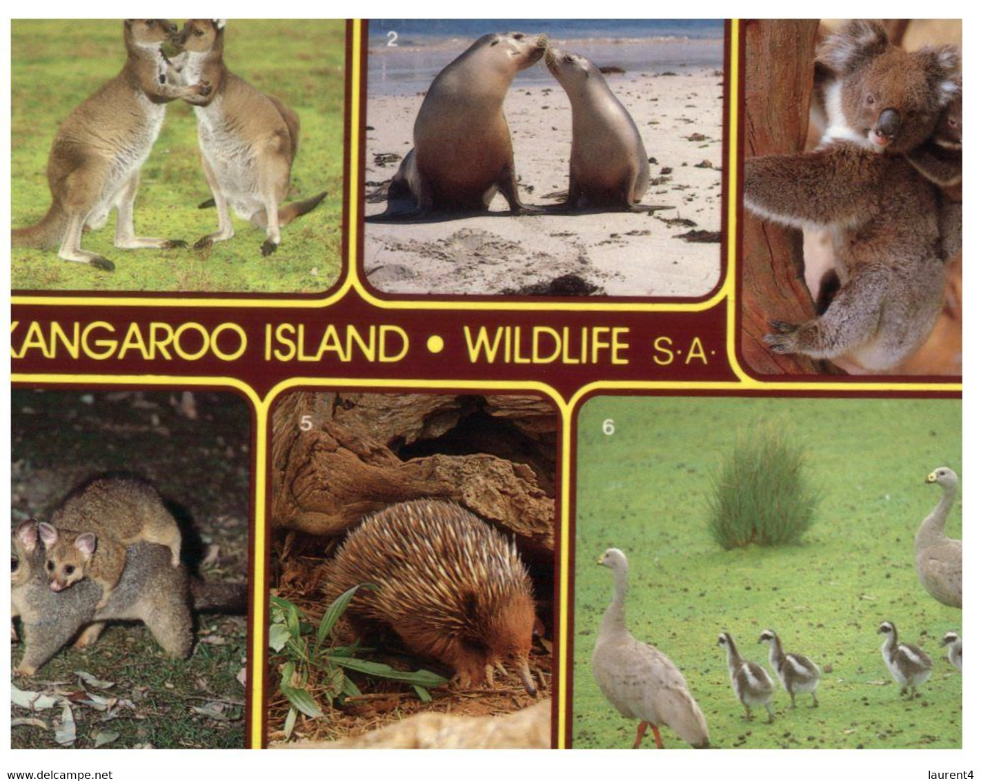 (R 5) Australia - SA - Kangaroo Island Wildlife - Kangaroo Islands