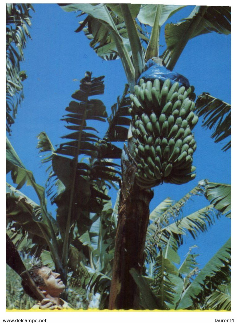 (R 5) Australia - Coffs Harbour Bananas Trees - Coffs Harbour