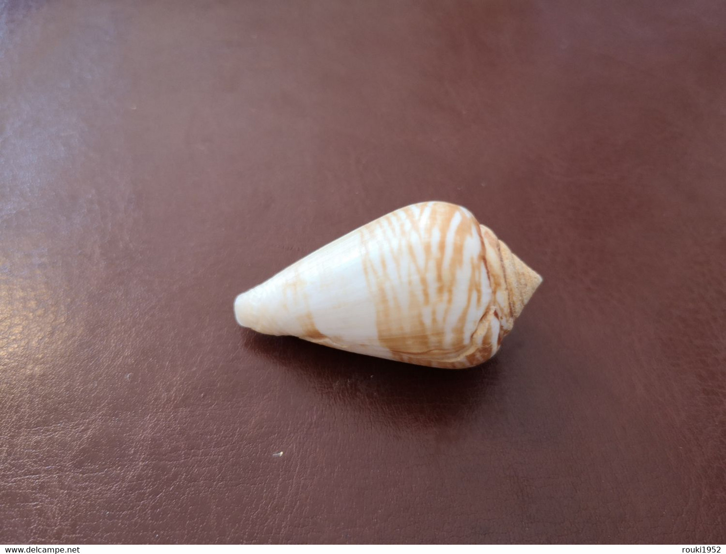 Conus Mercator. 41 Mm. Senegal, West Africa. - Coquillages