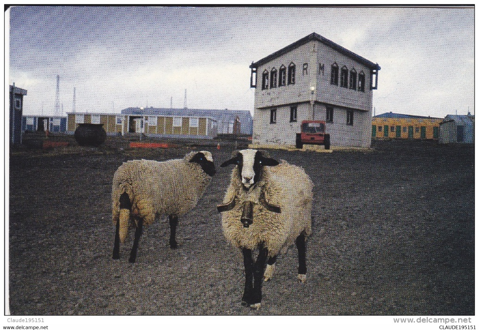 T.A.A.F   MOUTONS INTRODUITS A KERGUELEN - TAAF : Franse Zuidpoolgewesten