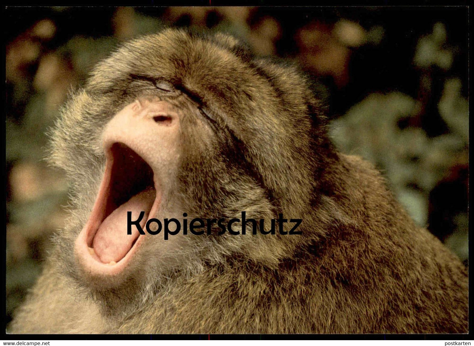 POSTKARTE BERBERAFFE MAKAKEN GÄHNENDER AFFE Barbary Yawning Ape Magot Monkey Macaque Tier Animal Gähnen Postcard - Singes