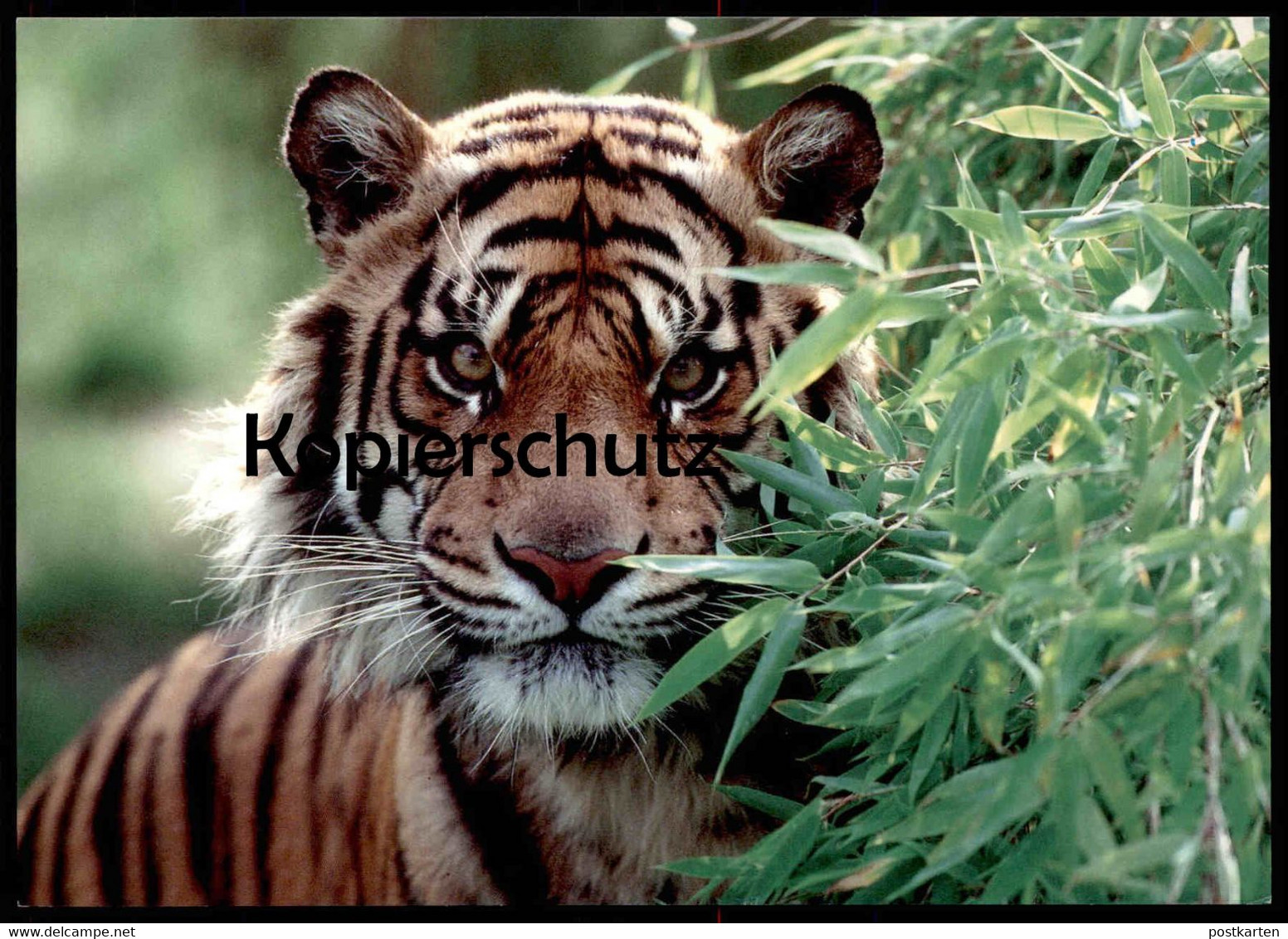 POSTKARTE TIGER DSCHUNGEL Bambus Raubkatze Katze Grosskatze Big Cat Of Prey Le Félin Ansichtskarte Postcard Cpa AK - Tigri