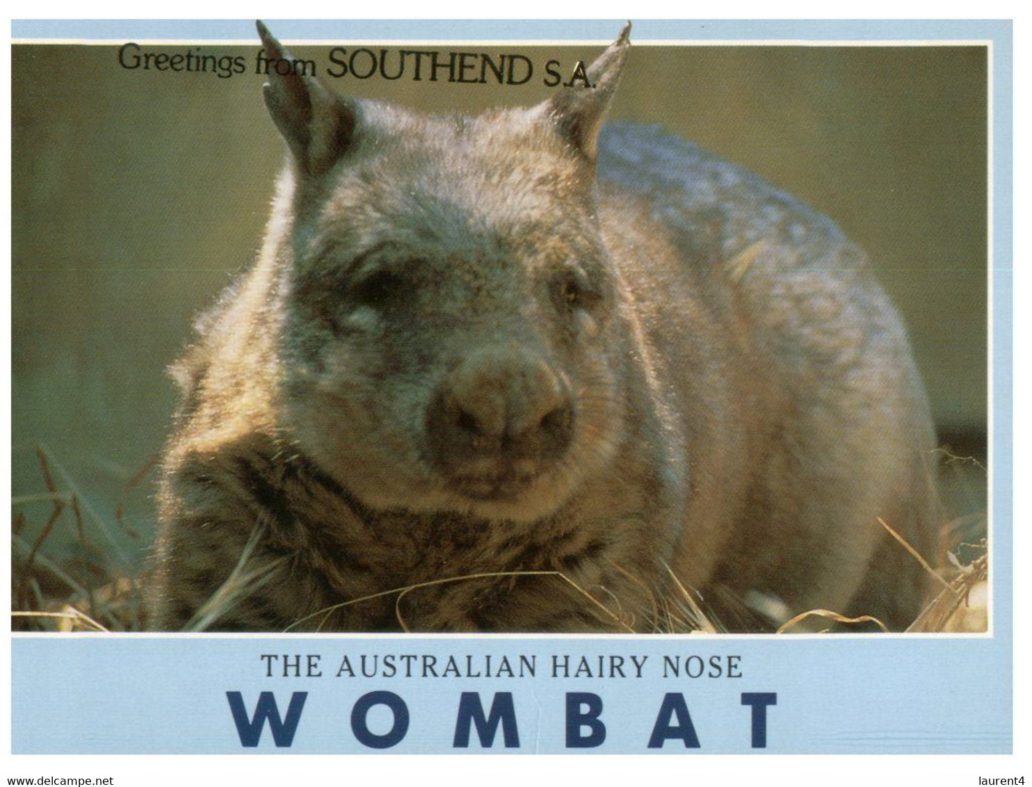 (R 11) Australia - Hairy Nose Wombat - Great Barrier Reef