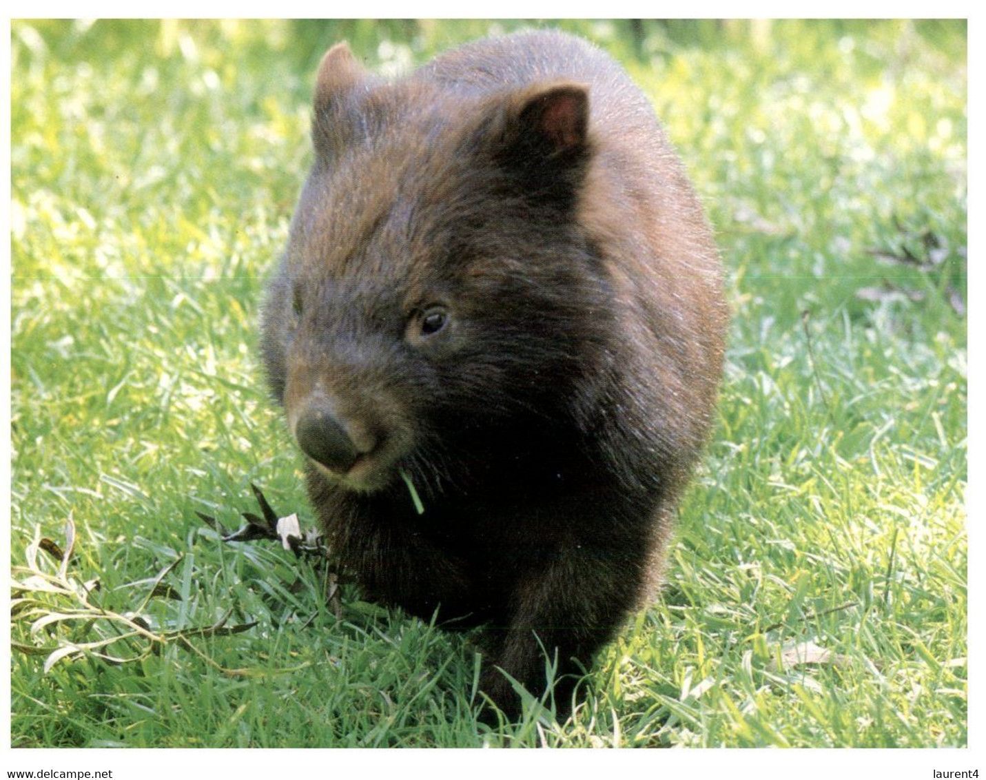 (R 11) Australia - Common Wombat (11BA862) - Great Barrier Reef