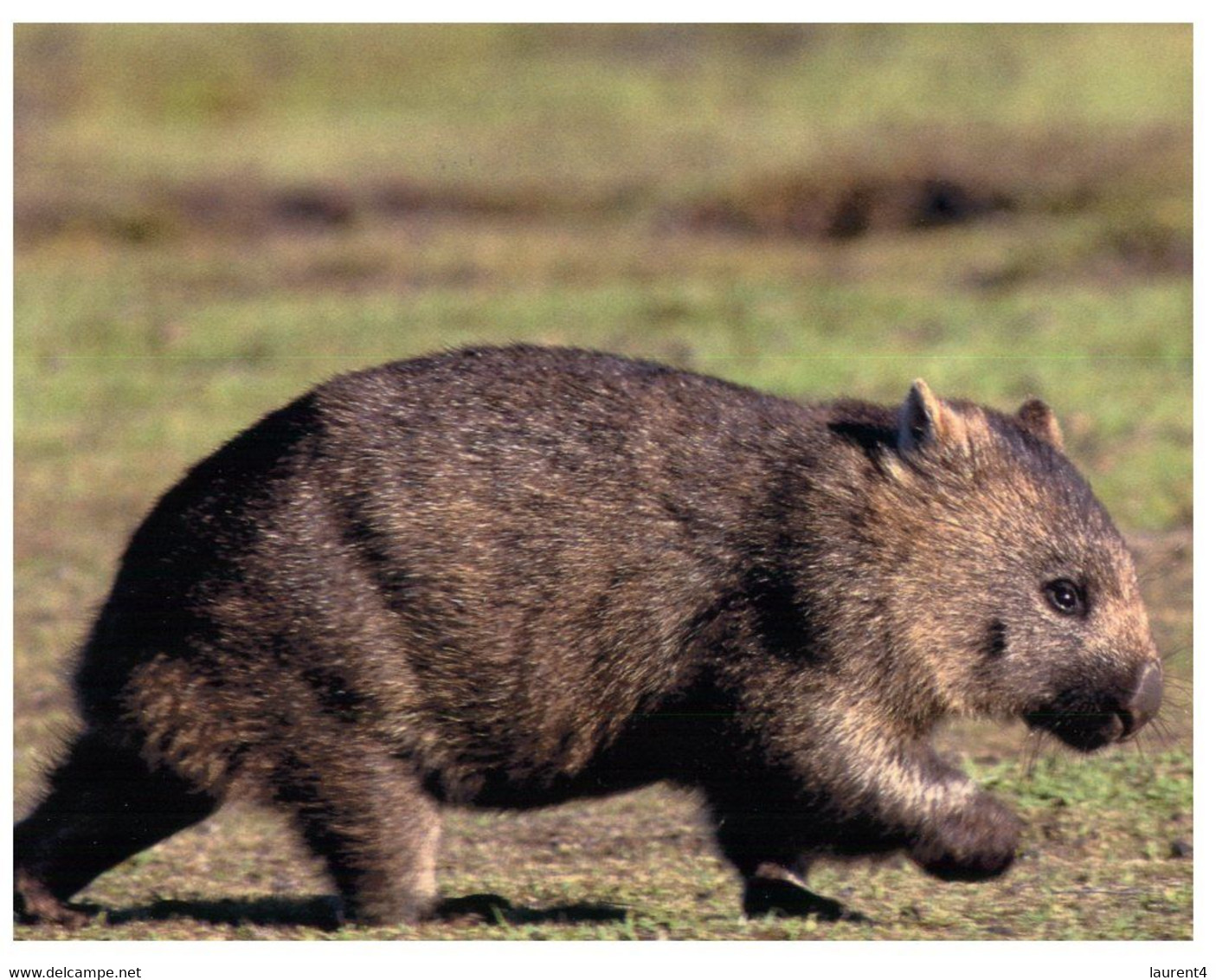 (R 11) Australia - Wombat - Great Barrier Reef