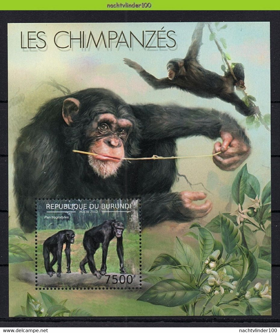 Nep144 FAUNA AAP APEN ZOOGDIEREN CHIMPANSEE PRIMATE MONKEYS MAMMALS APES AFFEN SINGES QWBU 2012 ONG/LH - Chimpancés