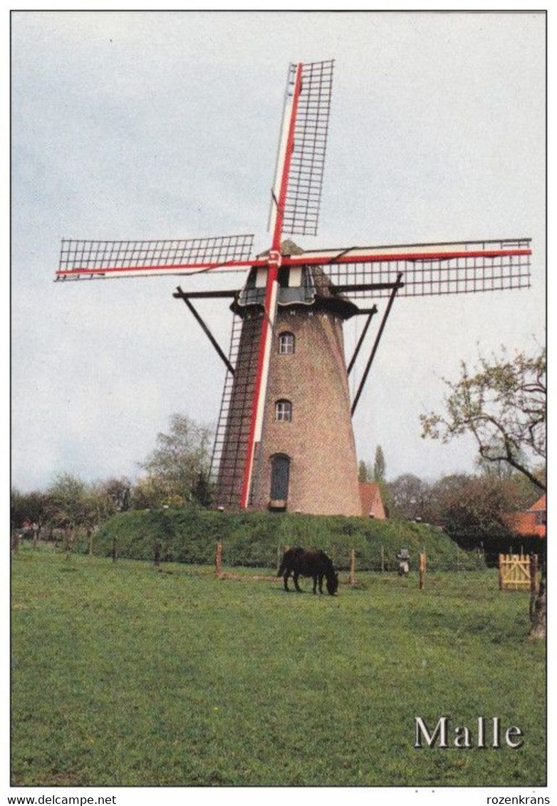 Grote Kaart Westmalle Scherpenbergmolen Stenen Bergmolen Beltmolen Malle Windmolen Molen Windmill Moulin A Vent - Malle