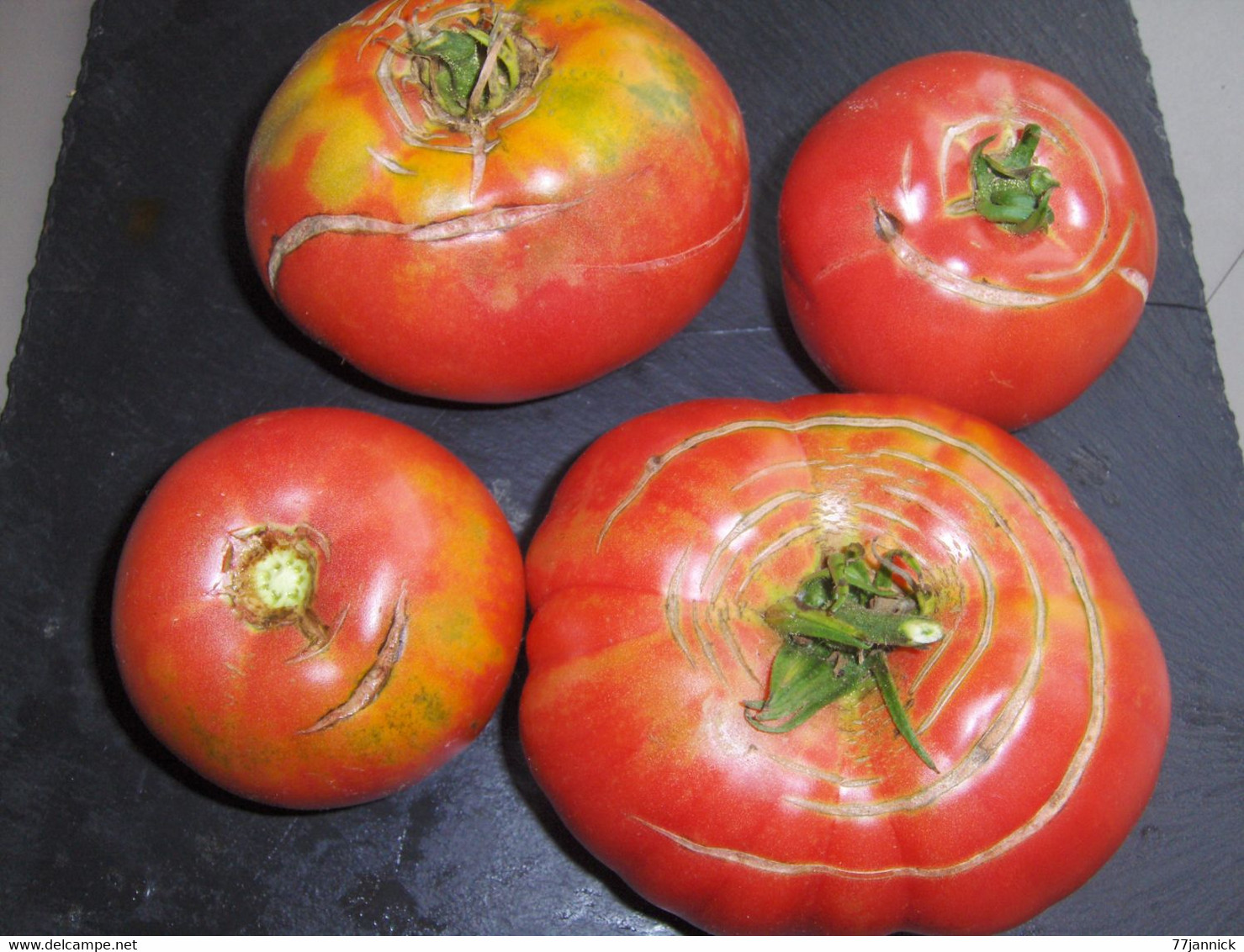 30 Graines De TOMATE SORENT ( BIO) - Andere & Zonder Classificatie