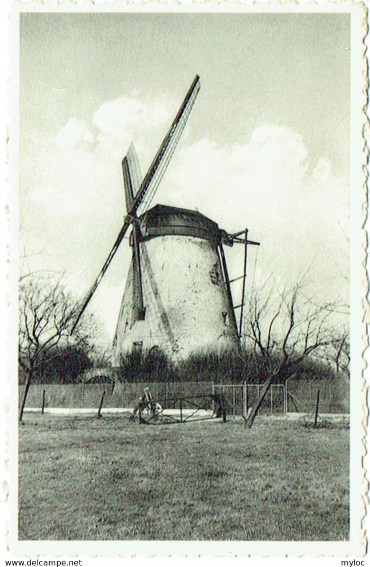 Hekelgem. Windmolen. Moulin. - Affligem