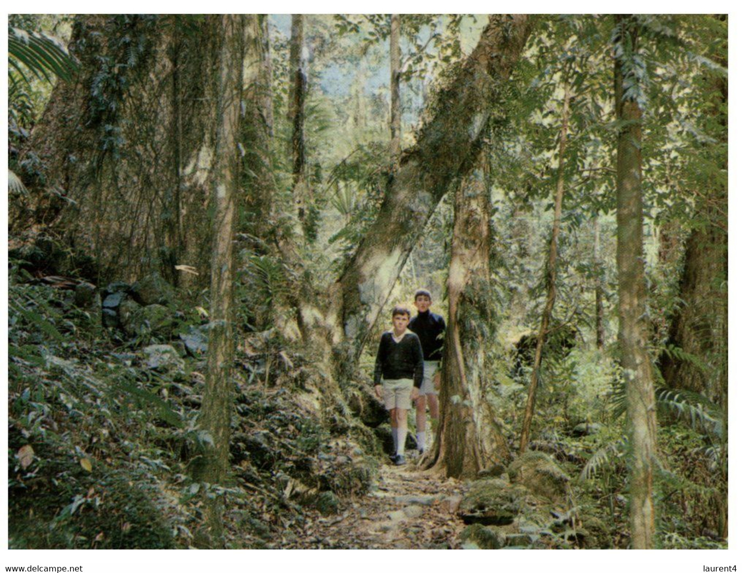 (R 26) Australia - QLD - Lamington National Park (7) - Atherton Tablelands