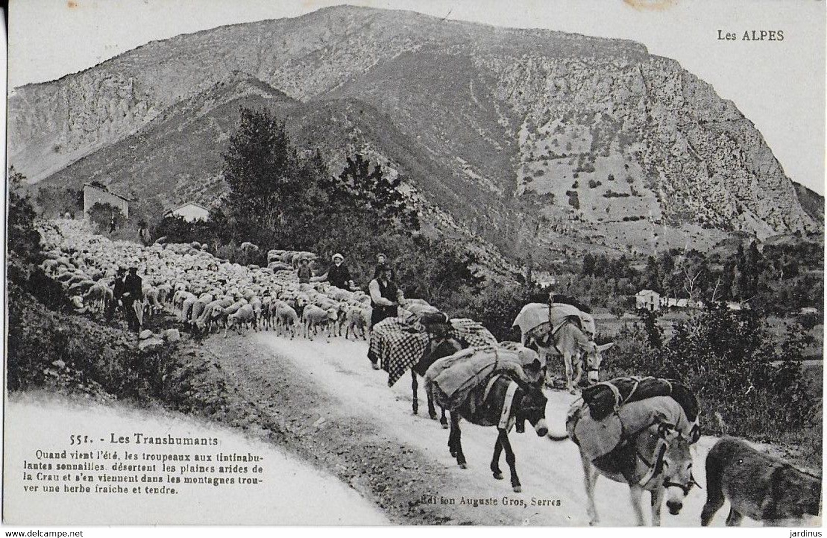 LES ALPES ; Les Transhumants - Bergers Et Troupeaux  De Moutons , Mules  Vers Ls Estives - Viehzucht