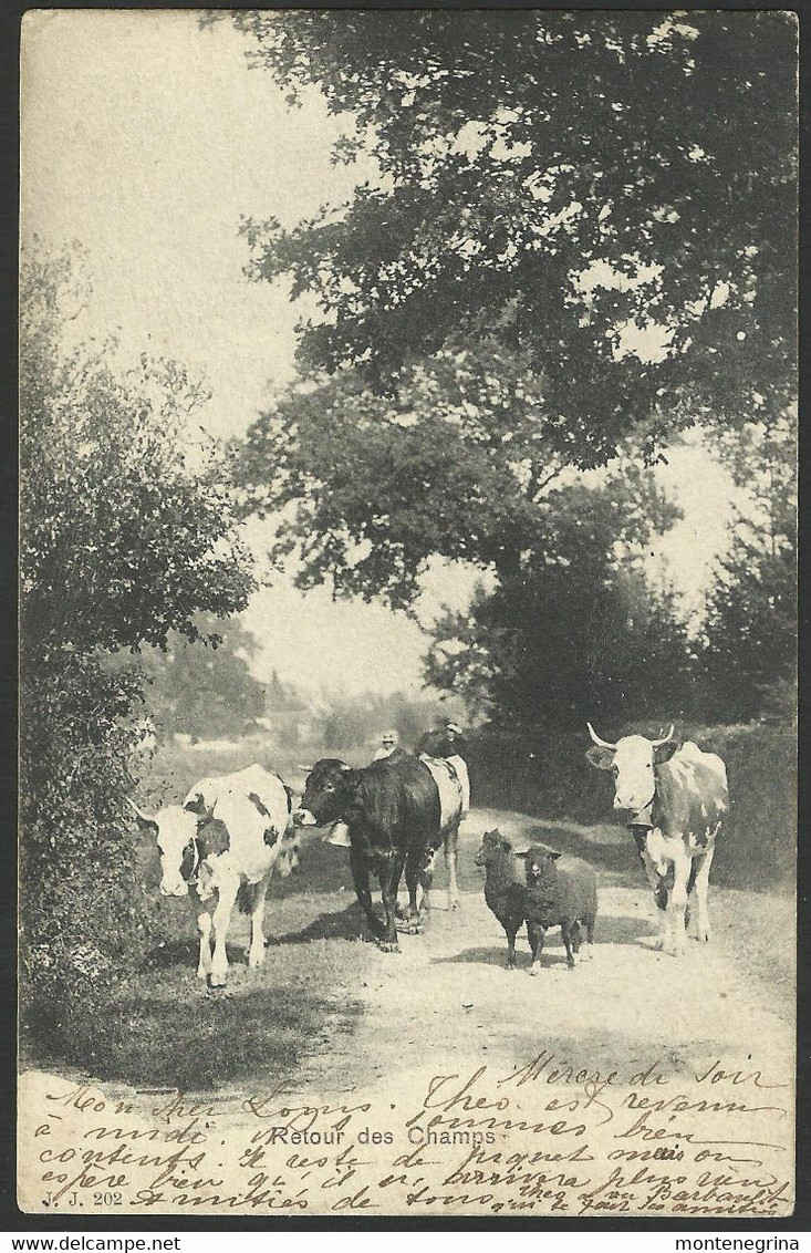 Retour Des Champs Vaches Et Moutons Cows 1902 Old Postcard (see Sales Conditions) 02907 - Cham