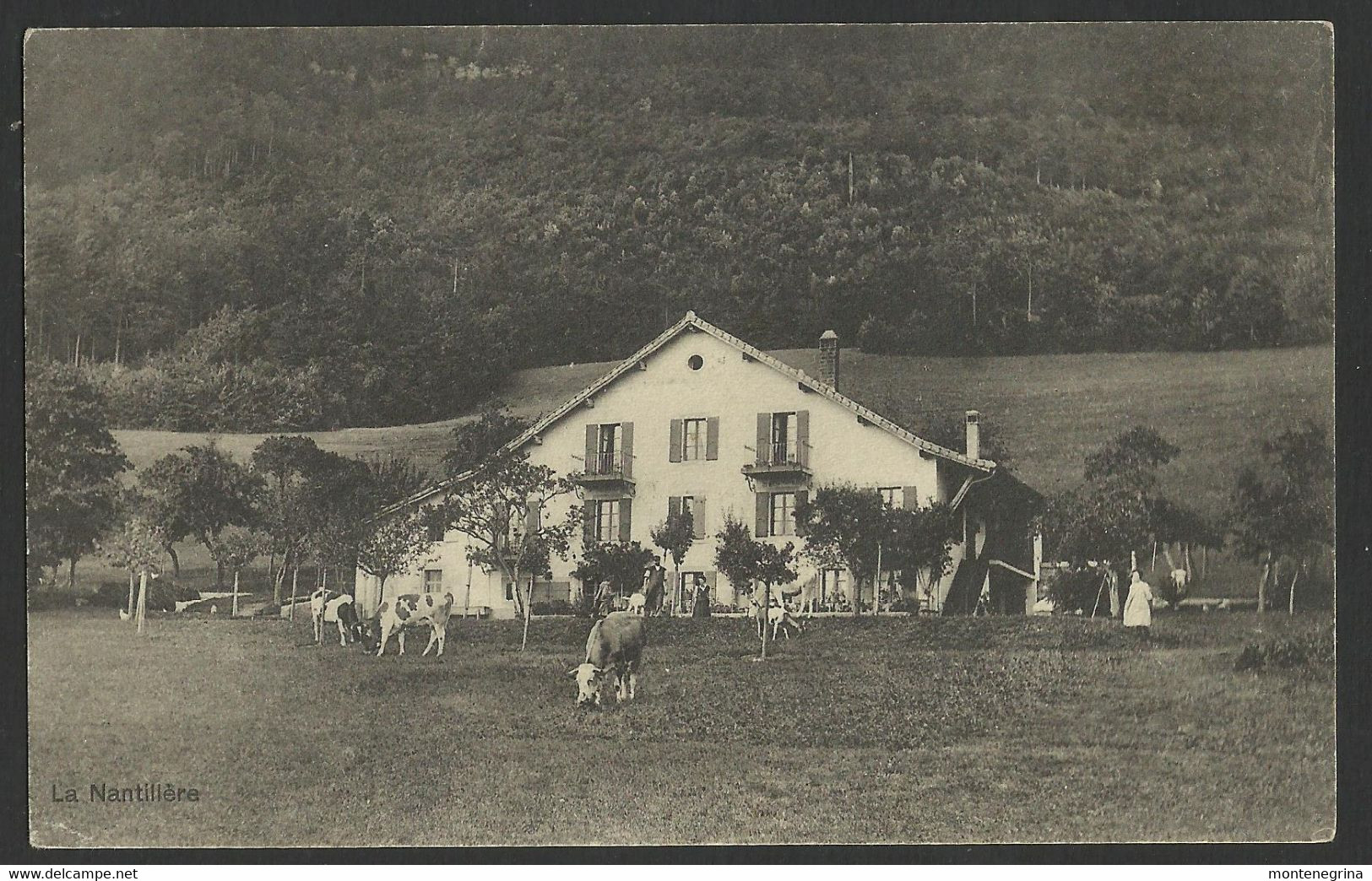 SWITZERlLAND LA NANTILLERE Rochefort Ferme Et Vaches,Cows 1916 Old Postcard (see Sales Conditions) 02906 - Rochefort