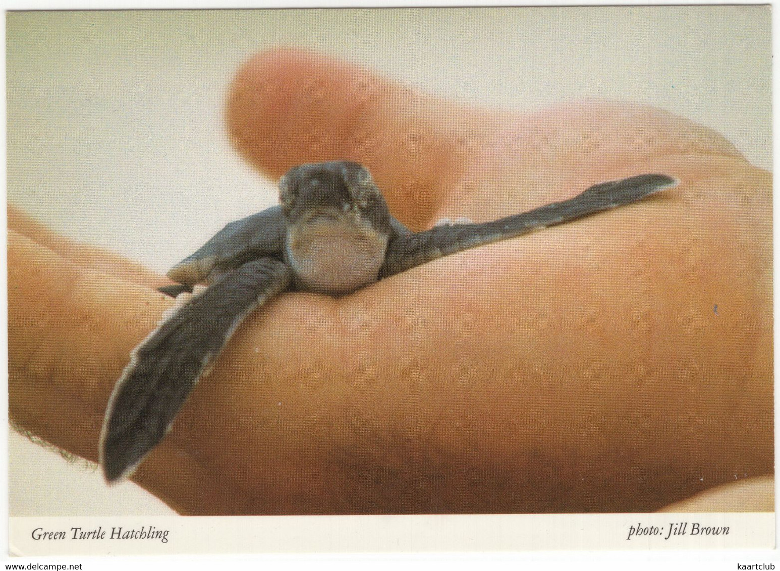 Cayman Islands - Green Turtle Hatchling - Cayman (Isole)