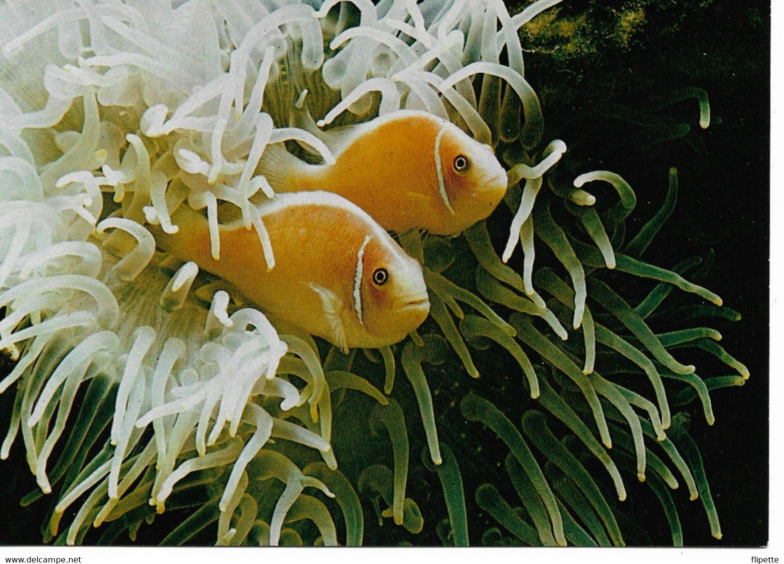 L55B205 - Aquarium Tropical Nancy - Amphiprion à Collier -  Récifs De L'indo-Australien - Photo D.Terver - Fische Und Schaltiere