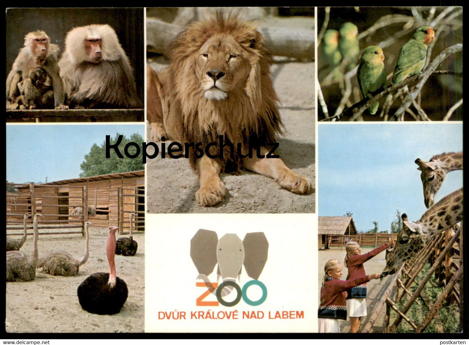 POSTKARTE ZOO DVUR KRÁLOVÉ NAD LABEM LÖWE PAVIAN STRAUSS GIRAFFE Lion Jardin Zoologique Postcard Cpa Ansichtskarte AK - Lions