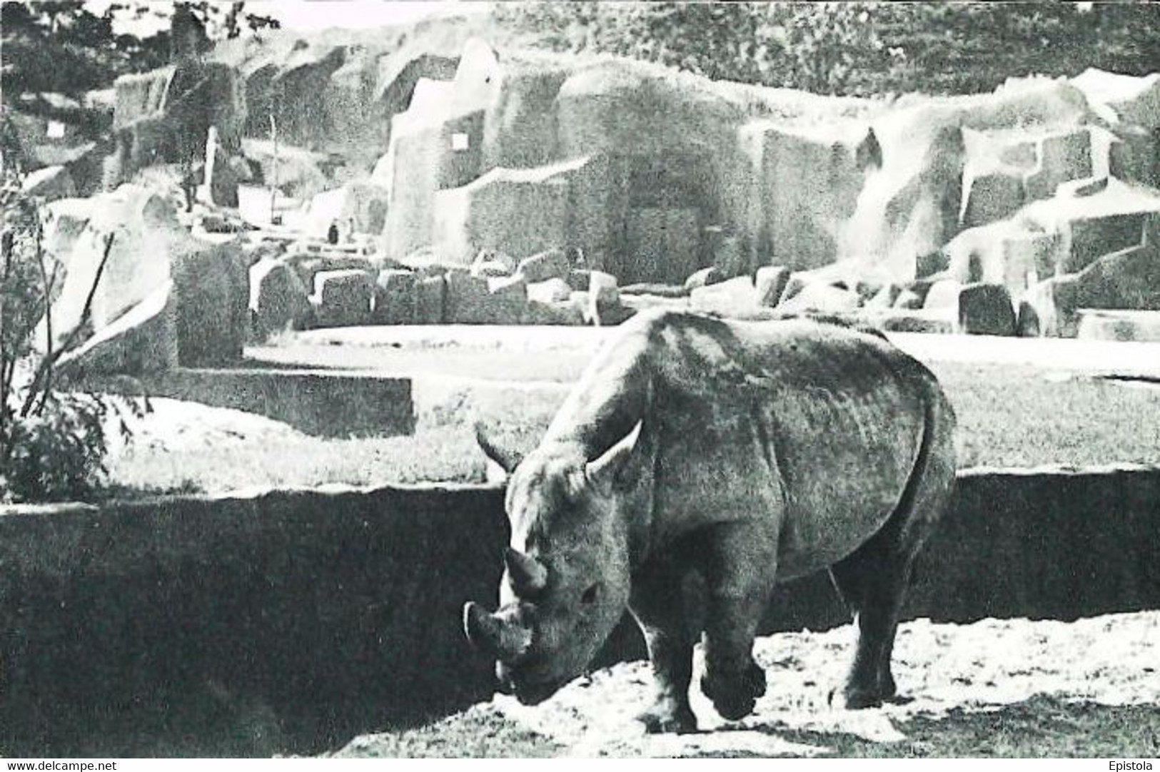 CPA Paris  Parc Zoologique Vincennes  Rhinocéros - Rhinozeros