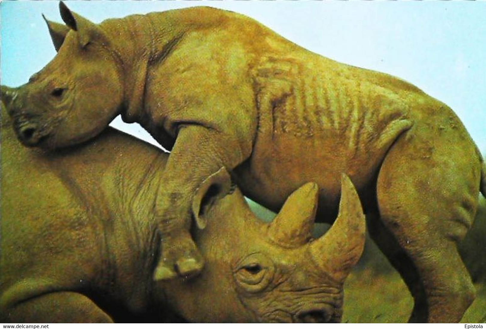 Rhinocéros   Couple - Rhinocéros