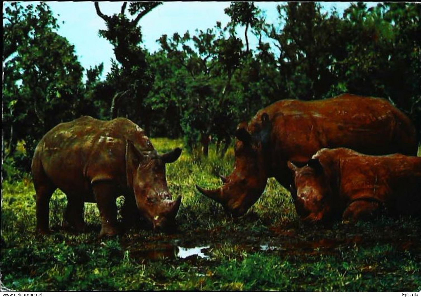 Rhinocéros - Rinoceronte