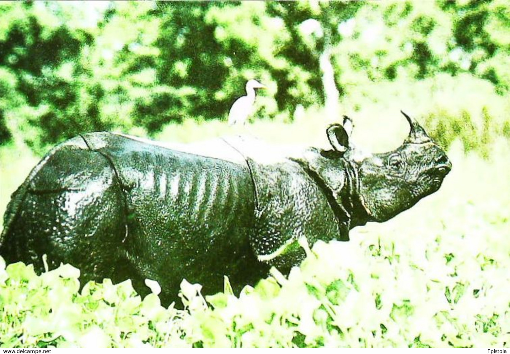 Rhinoceros - Rhinocéros