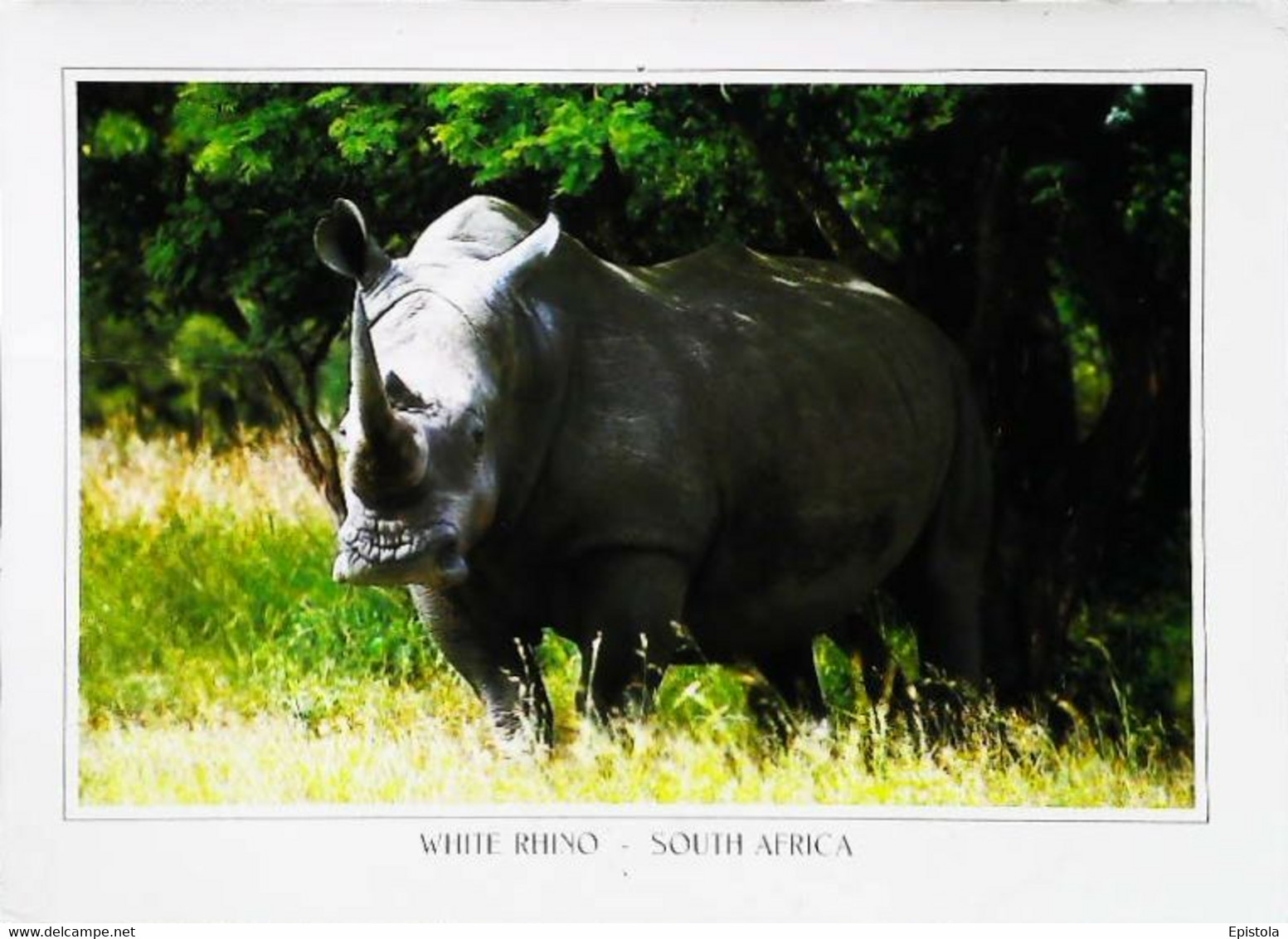 Rhinoceros  South   Africa - Rinoceronte
