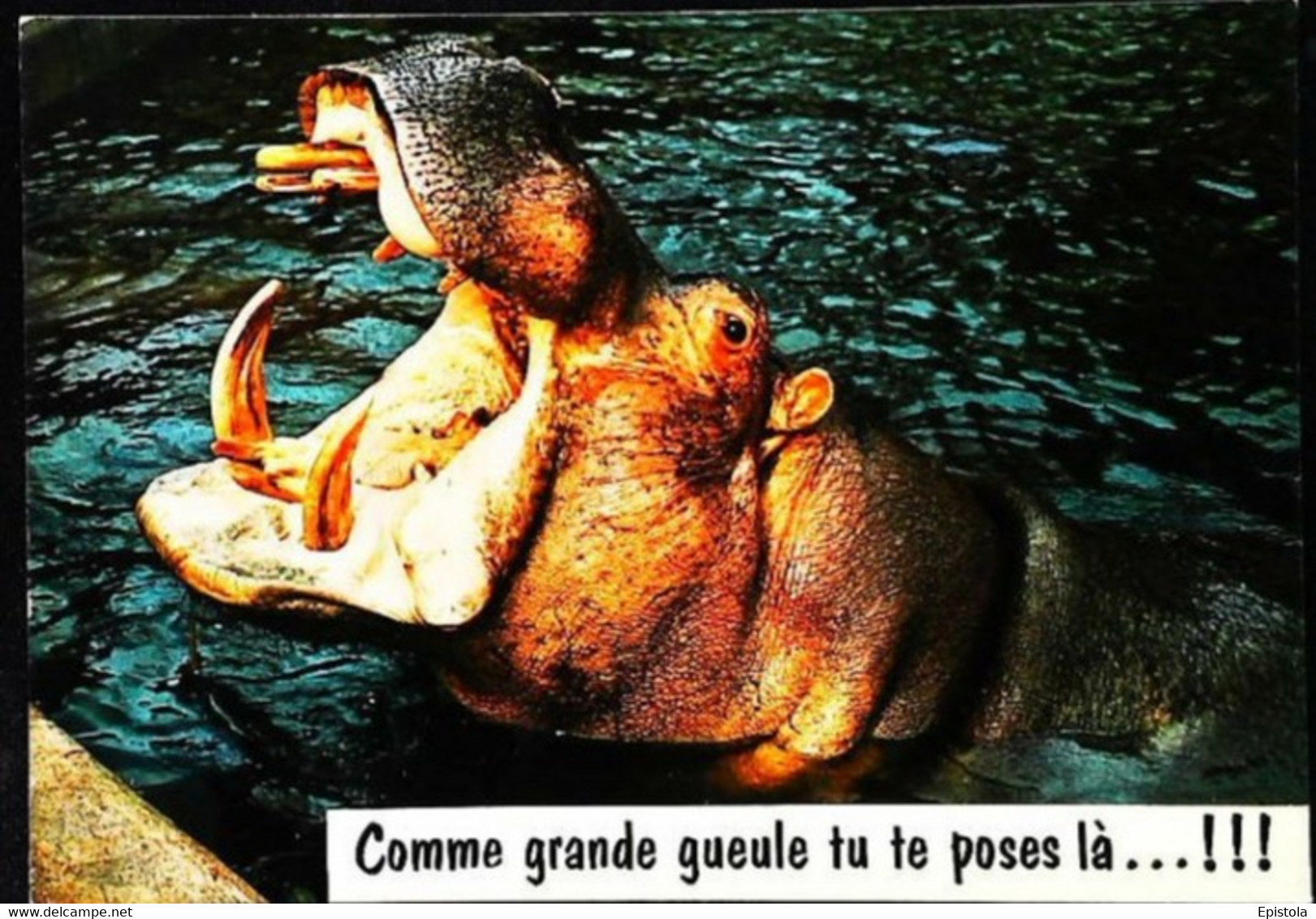 Hippopotame Grande Gueule - Ippopotami