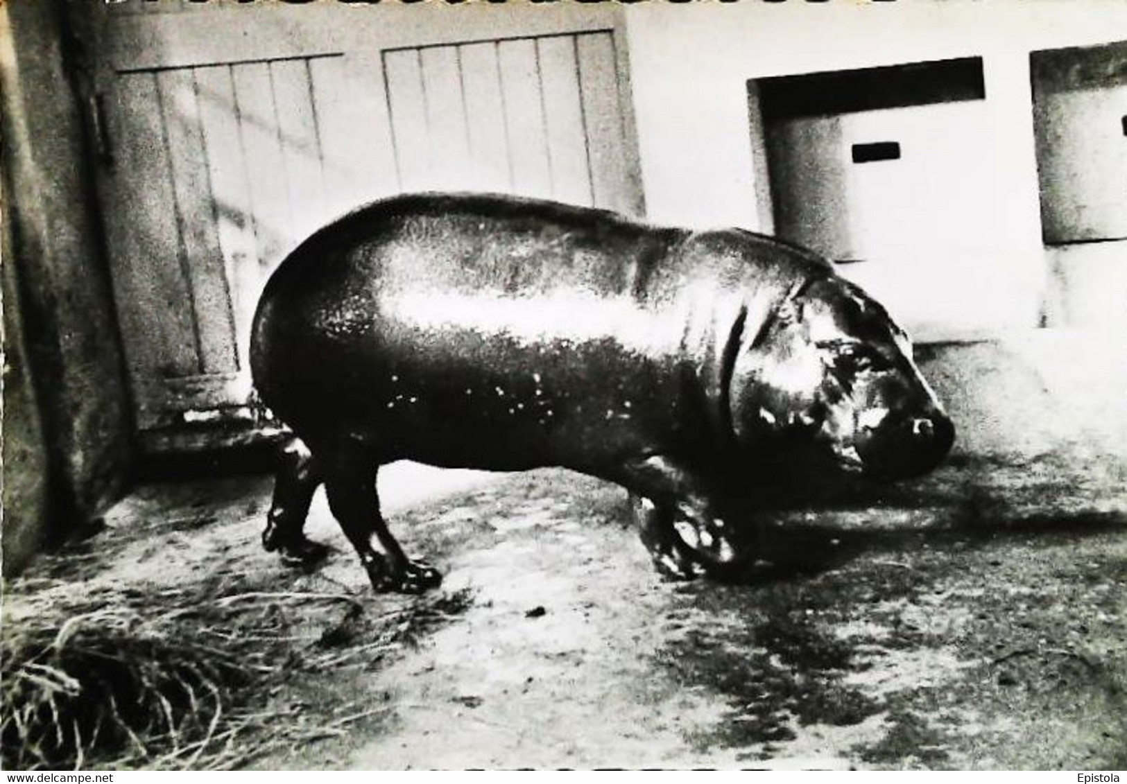 CPSM  Hippopotame Publicité  Transfusine Laboratoires Roland Marie   1959 - Ippopotami