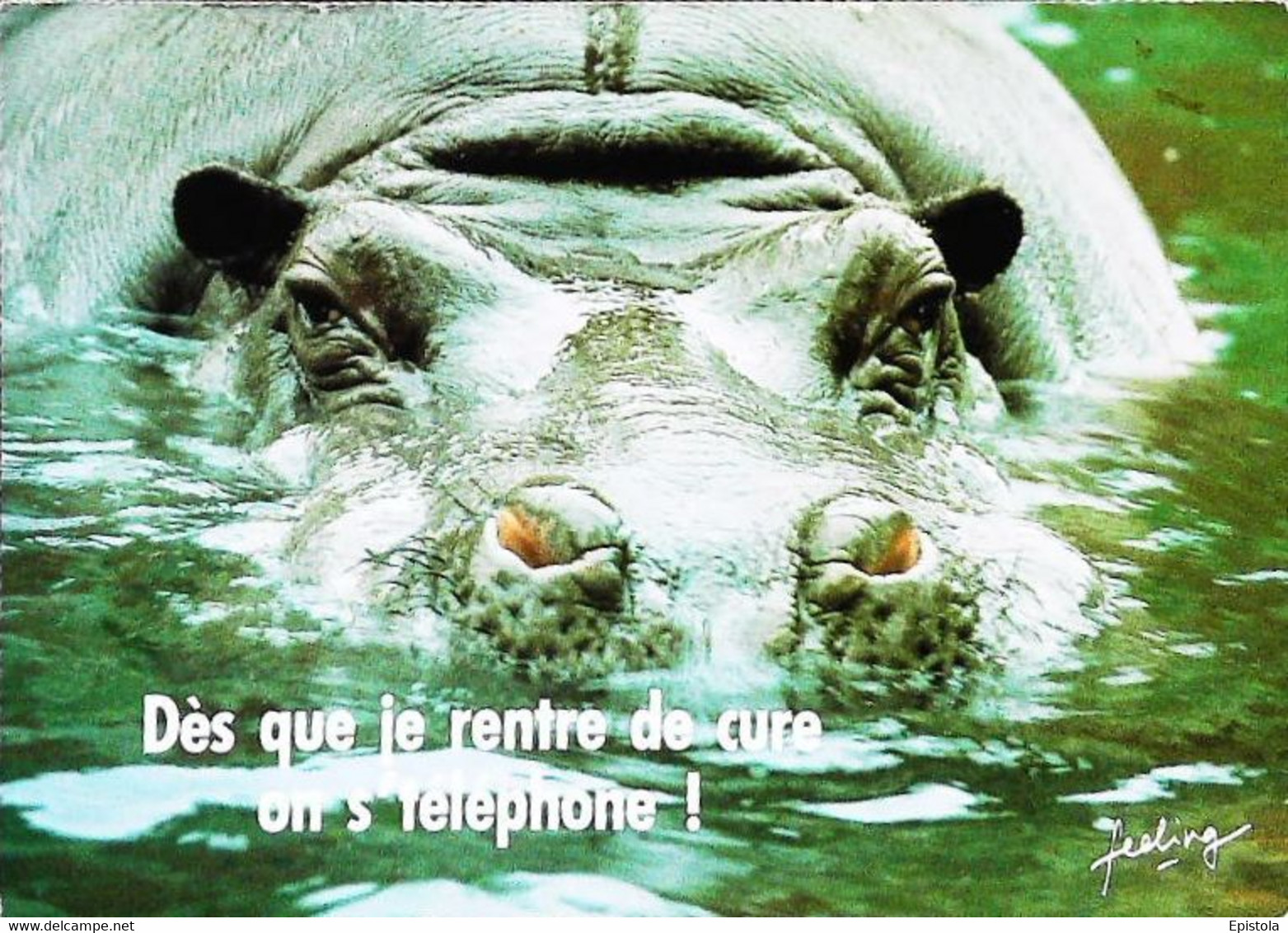 Hippopotame   Dès Que Je Rentre De Cure On S'téléphone - Flusspferde