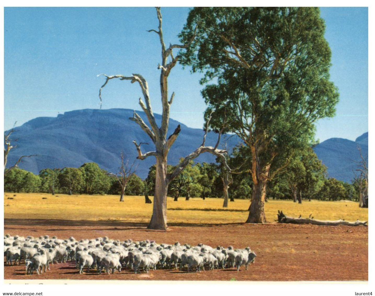 (S 1) Australia - NSW - Australian Sheep Farming - Outback