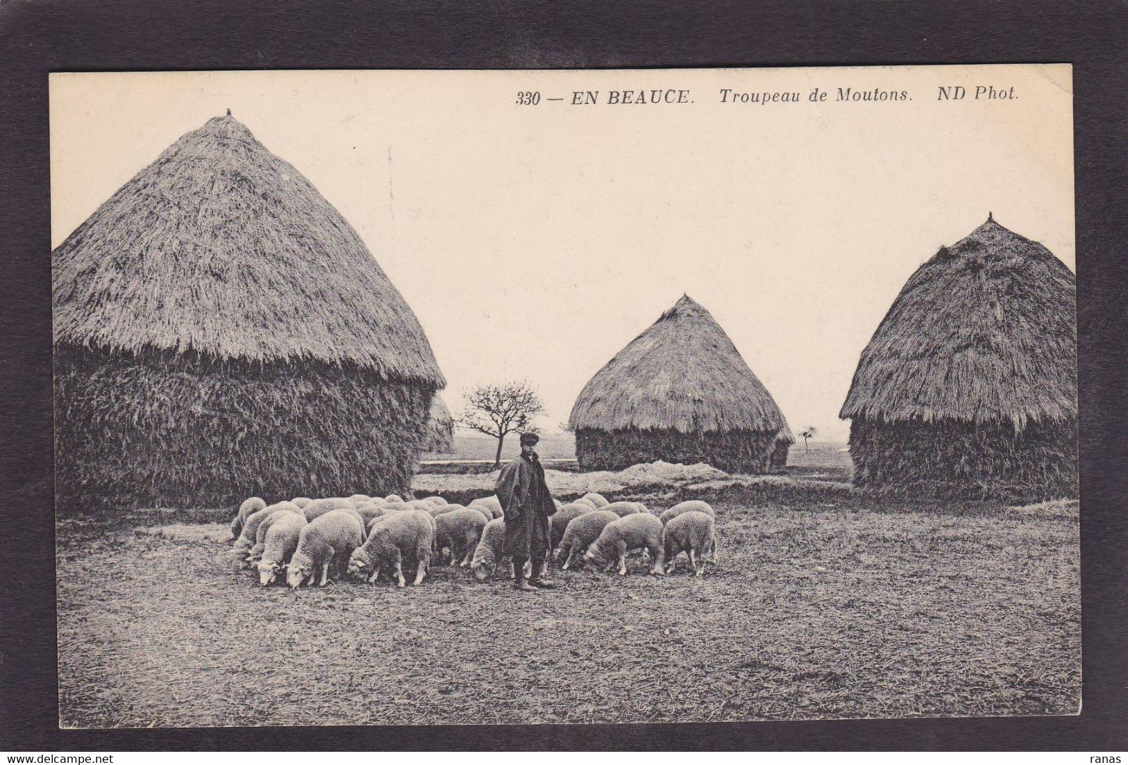 CPA Beauce Agriculture Métier écrite En Beauce N° 330 Moutons - Ile-de-France
